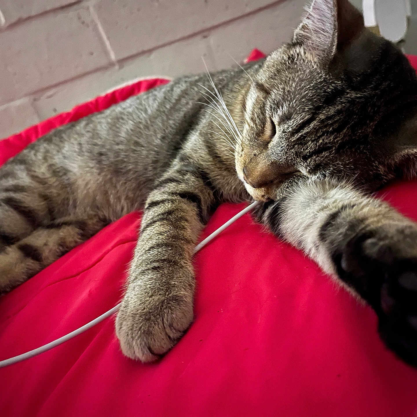 Tigger Tom