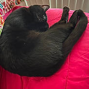 Beauty is registered to the contest to win money with this photo: animal, bed, black_cat, blanket, cat, colorful_pillow, cozy, ears, fur, furniture, home, indoor, pet, pillow, red_blanket, relaxed, resting, sleeping, tail, whiskers