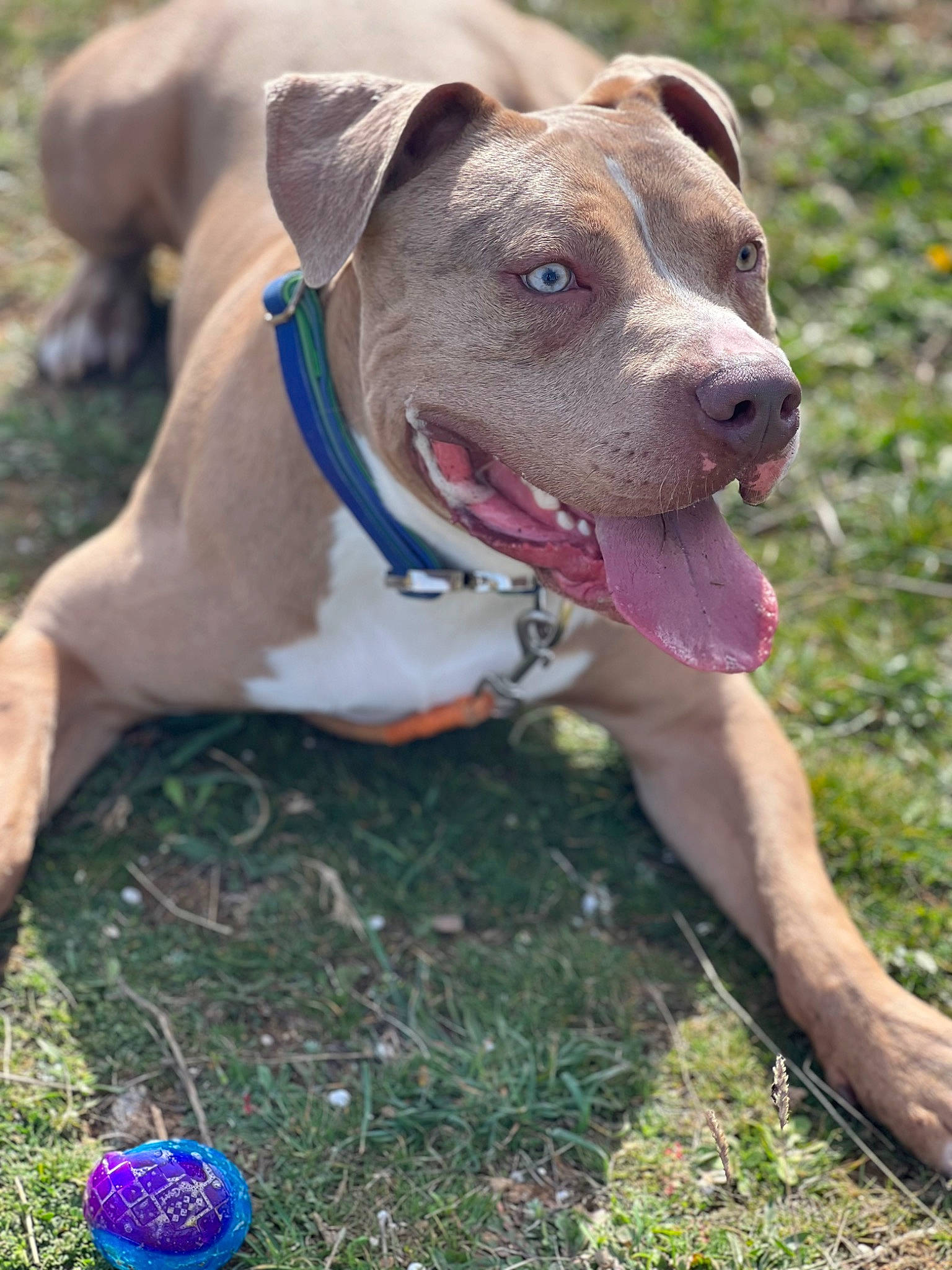 Amaru a rejoint le concours — aidez-le/la à gagner de superbes lots ! ball, blue, carnivore, collar, companion_dog, dog, dog_breed, dog_collar, dog_supply, electric_blue, fawn, grass, hunting_dog, leash, pet_supply, snout, whiskers, working_animal, working_dog