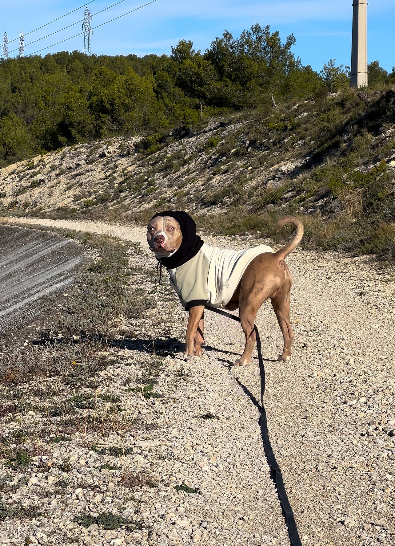 Amaru participe au concours pour gagner de l'argent avec cette photo : carnivore, cloud, collar, dog, dog_breed, dog_collar, fashion_accessory, fawn, landscape, leash, leisure, plant, shadow, sky, slope, soil, tail, tree, wood, working_animal