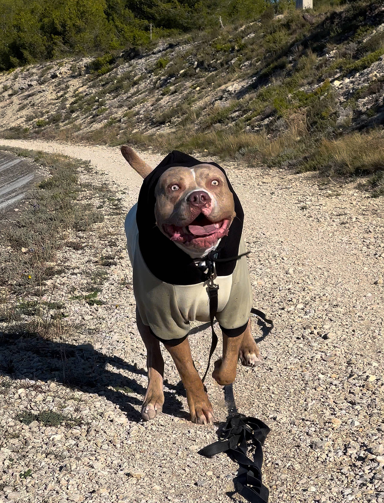 Amaru participe au concours pour gagner de l'argent avec cette photo : adventure, asphalt, carnivore, dog, dog_breed, eyewear, fawn, grass, landscape, leash, personal_protective_equipment, plant, recreation, road, road_surface, snout, soil, tree, wildlife, working_animal