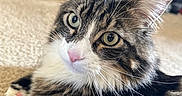 Legolas joined the competition — help win amazing prizes! animal, carpet, cat, closeup, cute, domestic_cat, feline, fluffy_fur, fur, green_eyes, household, indoor, laying_down, pet, pink_nose, portrait, relaxed, tabby_cat, whiskers
