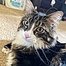 Legolas joined the competition — help win amazing prizes! cat, tabby_cat, whiskers, green_eyes, pink_nose, fluffy_fur, indoor, carpet, pet, animal, closeup, portrait, feline, relaxed, cute, domestic_cat, household, fur, laying_down