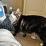 Legolas is registered to the contest to win money with this photo: cat, tabby, pet, feline, indoor, carpet, curious, alert, whiskers, fur, paws, animal, household, door, soft_light, tabby_cat, domestic_cat, cute, mammal, standing