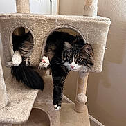 Legolas is registered to the contest to win money with this photo: cat, cat_tree, feline, pet, indoor, curious, paw, tail, fur, relaxed, cubby_hole, beige, home, window, light, animal, whiskers, claws, cute, resting