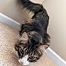 Gandalf is registered to the contest to win money with this photo: cat, tabby, fluffy, pet, indoor, carpet, curious, whiskers, ears, tail, feline, animal, house, closeup, portrait, cute, mammal, looking, pink_nose, eyes