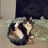 Gandalf is registered to the contest to win money with this photo: cat, fluffy, carpet, fireplace, towel, indoor, pet, relaxed, curious, feline, whiskers, paw, tail, home, cozy, resting, raised_leg, domestic_animal, cute, looking