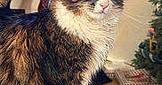 Gandalf is registered to the contest to win money with this photo: cat, fluffy, portrait, indoor, holiday, christmas_tree, stockings, mantle, decorations, fur, pet, animal, curious, cozy, living_room, present, couch, closeup, whiskers, ears