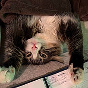 Gandalf joined the competition — help win amazing prizes! cat, fluffy, upside_down, paws, blanket, brown_blanket, planner, open_planner, calendar, indoor, cozy, fur, relaxed, resting, pet, cute, tabby, white_fur, striped, sleeping_position