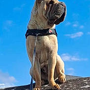 Taös participe au concours pour gagner de l'argent avec cette photo : alert, animal, background, blue_sky, canine, collar, daytime, dog, fur, leash, mammal, nature, outdoor, pet, portrait, rock, sitting, sky, sunny, watchful