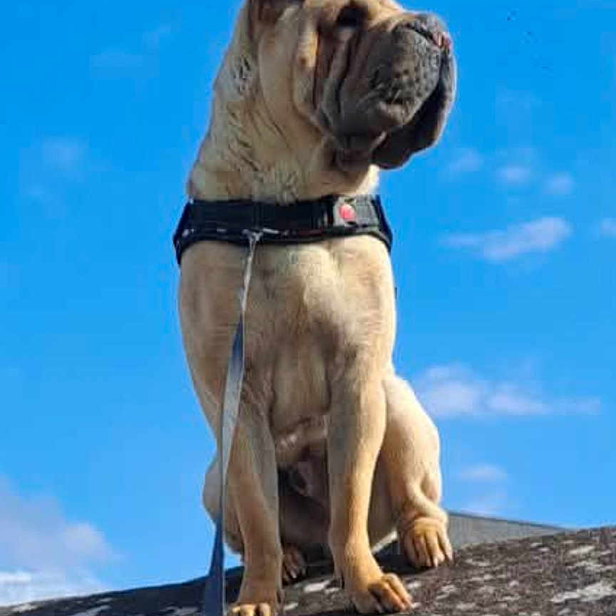 Taös
