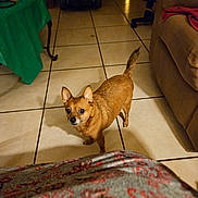 Mickey is registered to the contest to win money with this photo: dog, brown_dog, small_dog, tile_floor, indoor, living_room, furniture, couch, table, pet, animal, alert, looking_up, cozy, dim_lighting, curious, home, floor_tiles, blanket, red_cloth