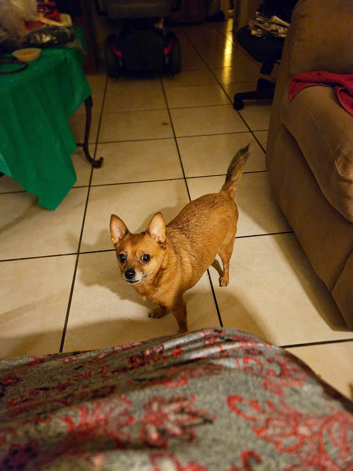 Mickey is registered to the contest to win money with this photo: dog, brown_dog, small_dog, tile_floor, indoor, living_room, furniture, couch, table, pet, animal, alert, looking_up, cozy, dim_lighting, curious, home, floor_tiles, blanket, red_cloth