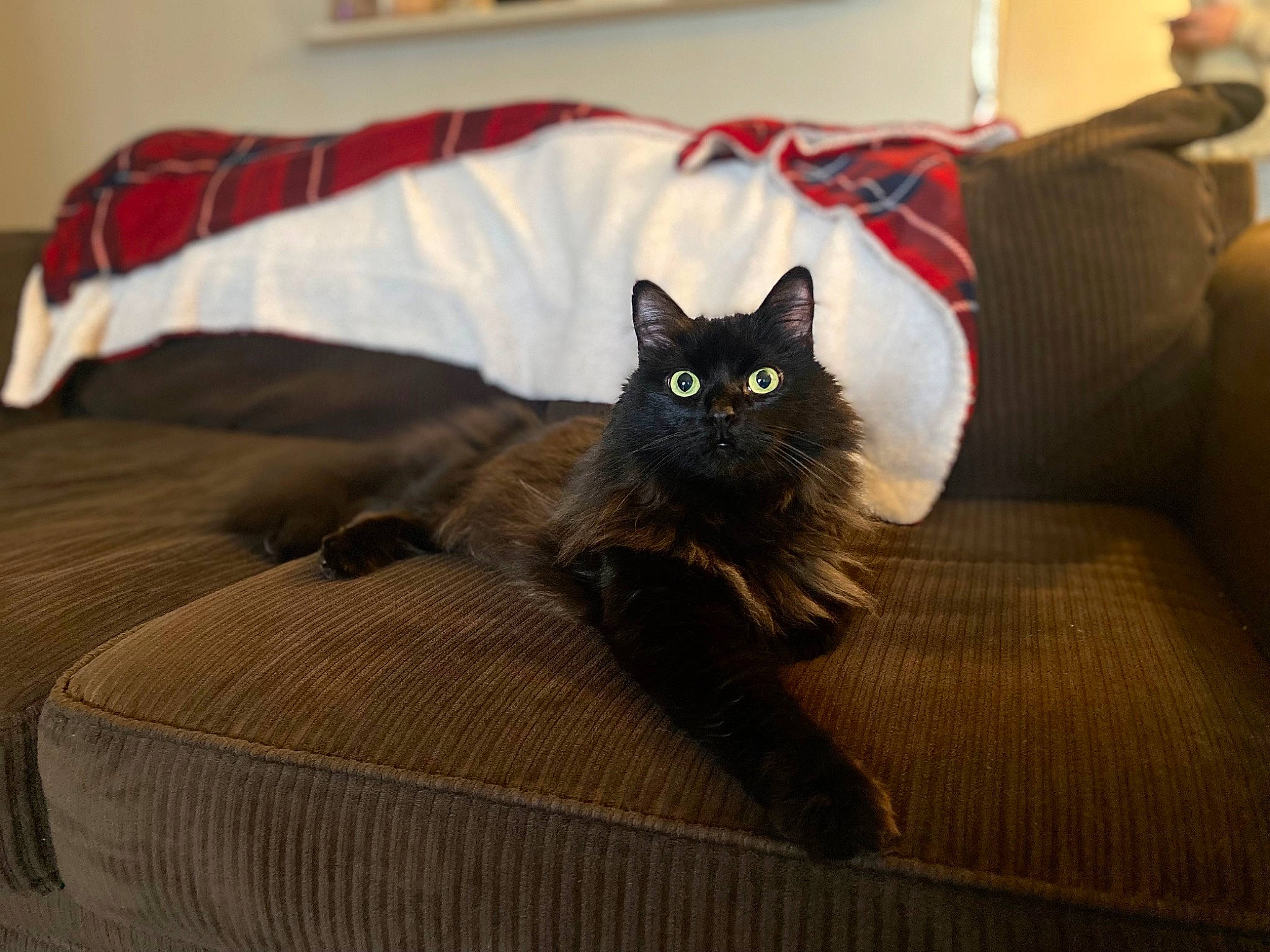 Fluffy is registered to the contest to win money with this photo: black_cat, carnivore, cat, comfort, couch, domestic_short_haired_cat, eye, fawn, felidae, flooring, fur, furniture, grey, hardwood, pillow, room, small_to_medium_sized_cats, tail, whiskers, wood