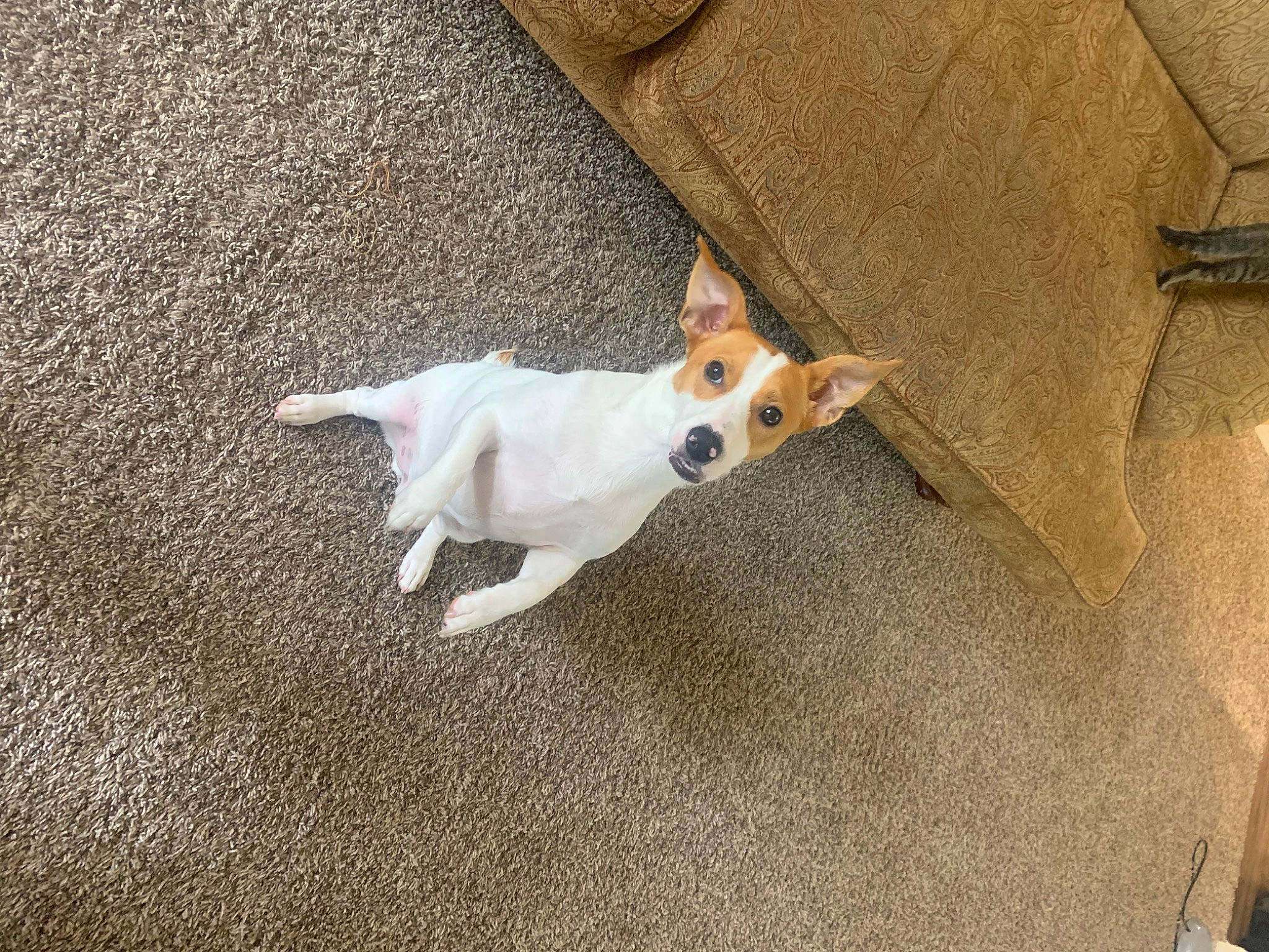 Rocky joined the competition — help win amazing prizes! canidae, carnivore, chihuahua, comfort, companion_dog, dog, dog_breed, fawn, flooring, fur, paw, road_surface, small_terrier, snout, sporting_group, tail, terrier, toy_dog, wood, working_animal