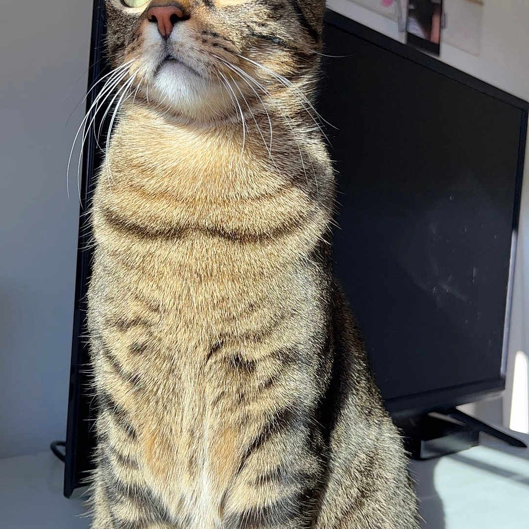 Simba participe au concours pour gagner de l'argent avec cette photo : abyssinian, animal, cat, computer, computerhardware, computerkeyboard, desk, electronics, furniture, hardware, indoors, kitten, manx, monitor, pc, person, pet, screen, table, tv