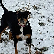 Comora is registered to the contest to win money with this photo: attentive, backyard, black_and_tan, canine, chew, collar, dog, grass, ground, leaf, nature, outdoor, paw, pet, playful, portrait, snow, standing, stick, winter