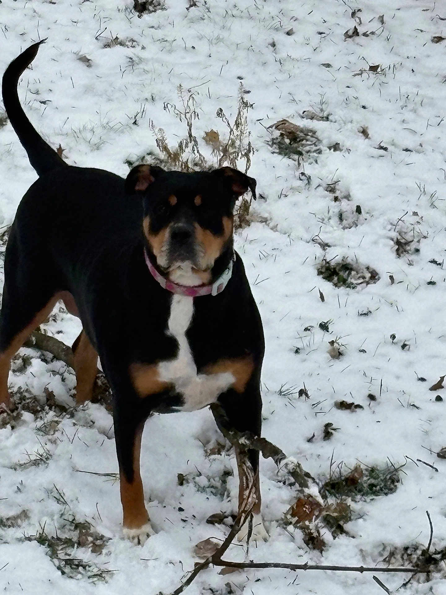 Comora is registered to the contest to win money with this photo: attentive, backyard, black_and_tan, canine, chew, collar, dog, grass, ground, leaf, nature, outdoor, paw, pet, playful, portrait, snow, standing, stick, winter