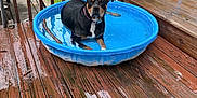 Comora is registered to the contest to win money with this photo: animal, backyard, black_dog, canine, collar, daytime, deck, dog, fence, kiddie_pool, leisure, outdoor, pet, plastic_pool, relaxing, stick, summer, water, wet, wooden_deck