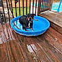 Comora is registered to the contest to win money with this photo: dog, black_dog, kiddie_pool, water, deck, wooden_deck, fence, backyard, stick, pet, outdoor, summer, relaxing, wet, plastic_pool, canine, animal, collar, daytime, leisure