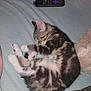 animal, blanket, cat, cozy, cute, domestic_cat, fur, indoor, kitten, lying_down, paw, pet, pink_paw_pads, remote_control, resting, sleeping, small, soft, tabby, whiskers