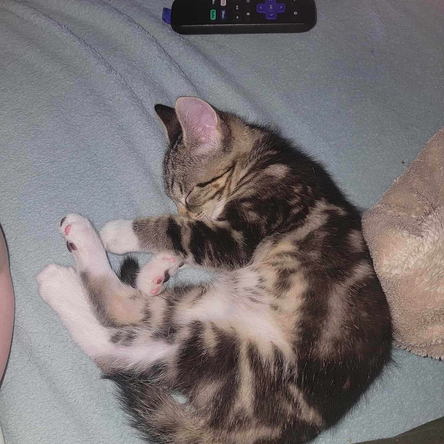 Milo is registered to the contest to win money with this photo: animal, blanket, cat, cozy, cute, domestic_cat, fur, indoor, kitten, lying_down, paw, pet, pink_paw_pads, remote_control, resting, sleeping, small, soft, tabby, whiskers