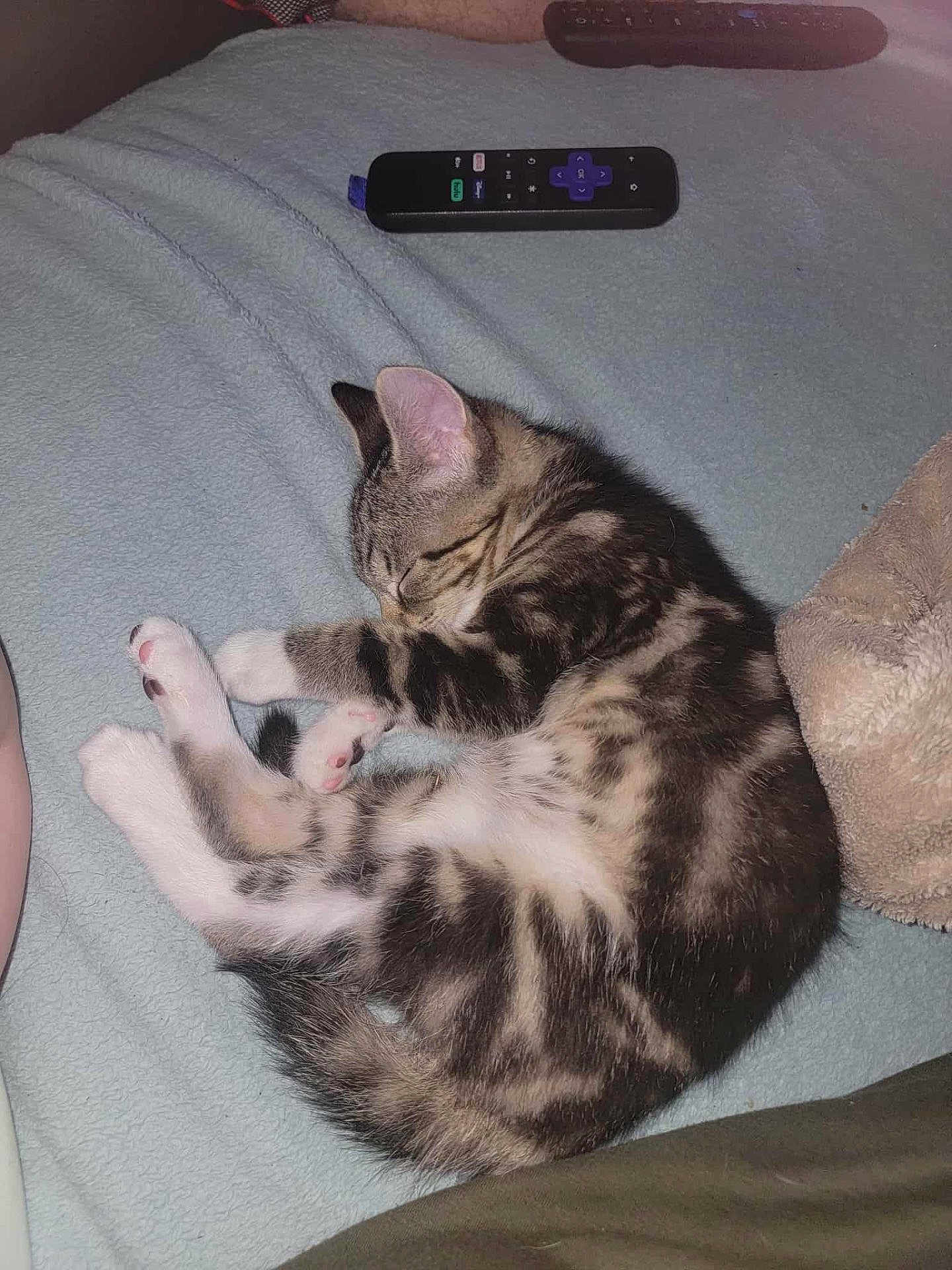 Milo is registered to the contest to win money with this photo: animal, blanket, cat, cozy, cute, domestic_cat, fur, indoor, kitten, lying_down, paw, pet, pink_paw_pads, remote_control, resting, sleeping, small, soft, tabby, whiskers