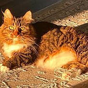 Whiskey joined the competition — help win amazing prizes! cat, cozy, domestic_animal, feline, fluffy, fur, golden_hour, indoor, long_hair, lying_down, mammal, paws, pet, portrait, relaxed, rug, sunlight, tabby_cat, whiskers, yellow_eyes