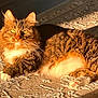 cat, cozy, domestic_animal, feline, fluffy, fur, golden_hour, indoor, long_hair, lying_down, mammal, paws, pet, portrait, relaxed, rug, sunlight, tabby_cat, whiskers, yellow_eyes