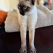 Lotus a rejoint le concours — aidez-le/la à gagner de superbes lots ! animal, blanket, blue_eyes, cat, couch, cozy, domestic, ears, feline, fur, home, indoor, looking_away, paws, pet, portrait, relaxed, siamese_cat, soft_texture, whiskers