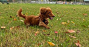 Noodle joined the competition — help win amazing prizes! animal_photography, autumn, brown_fur, cloudy_sky, collar, dachshund, dog, fallen_leaves, fence, grass, happy, harness, long_haired_dog, outdoors, park, pet, playful, running, tongue_out, trees