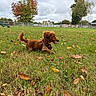 animal_photography, autumn, brown_fur, cloudy_sky, collar, dachshund, dog, fallen_leaves, fence, grass, happy, harness, long_haired_dog, outdoors, park, pet, playful, running, tongue_out, trees