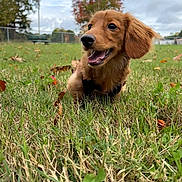 Noodle is registered to the contest to win money with this photo: autumn, backyard, clouds, dog, fence, fluffy, golden_brown, grass, happy, harness, lawn, leaves, open_mouth, outdoor, park, portrait, puppy, sitting, sky, trees