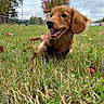 autumn, backyard, clouds, dog, fence, fluffy, golden_brown, grass, happy, harness, lawn, leaves, open_mouth, outdoor, park, portrait, puppy, sitting, sky, trees