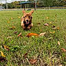 Noodle joined the competition — help win amazing prizes! autumn, black_harness, brown_fur, cloudy_sky, dog, fence, floppy_ears, grass, happy, leaves, nature, outdoor, park, pet, photography, puppy, running, smiling, sports_field, trees