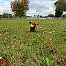 Noodle is registered to the contest to win money with this photo: action_shot, animal, autumn, brown_fur, cloudy_sky, dog, fall_leaves, fence, golden_retriever, grass, green_ball, landscape, outdoor, park, pet, playing, running, sports_field, tennis_ball, trees