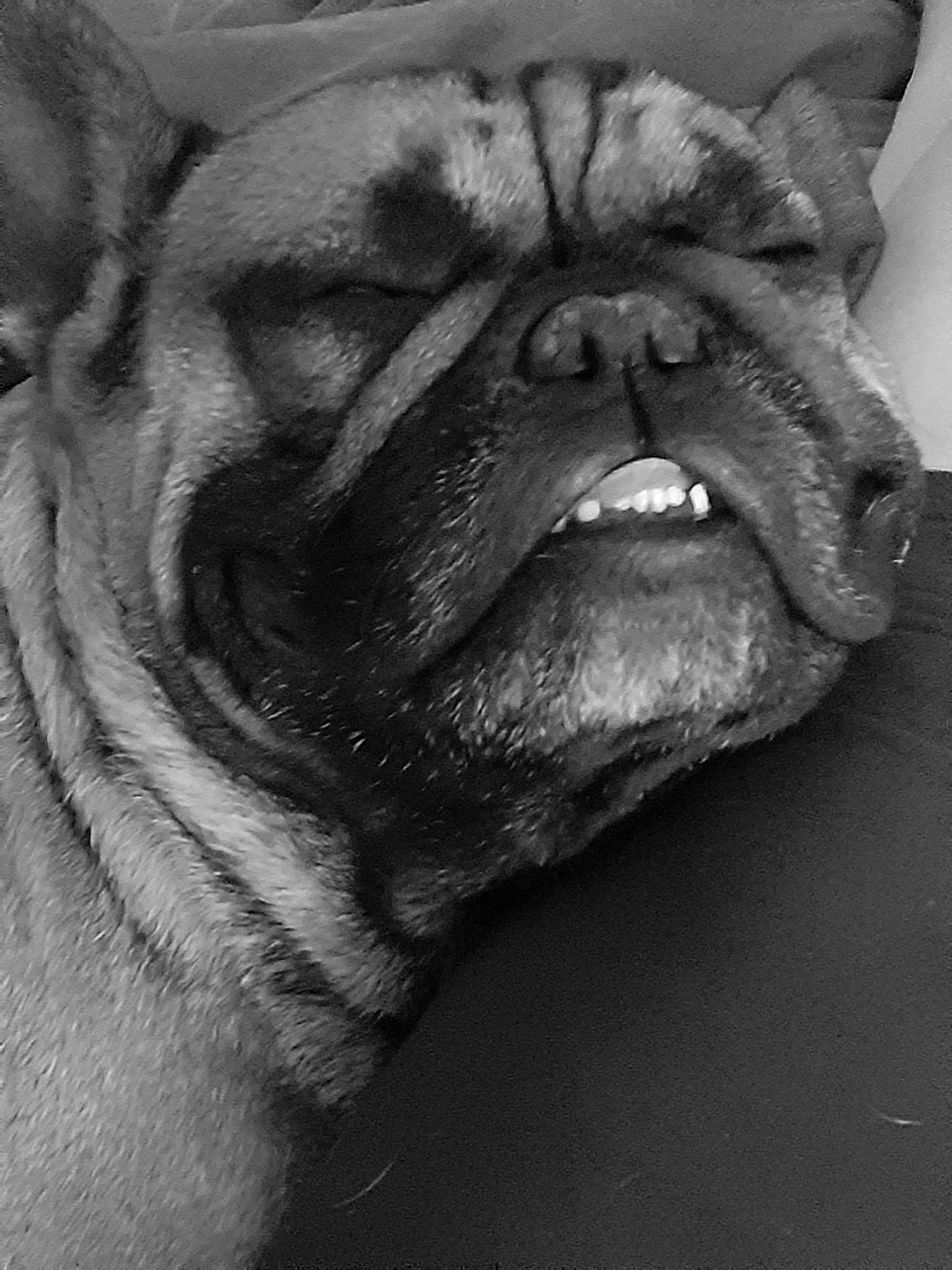 Opy participe au concours pour gagner de l'argent avec cette photo : bored, canidae, carnivore, close_up, companion_dog, dog, dog_breed, fawn, fur, grey, jaw, monochrome, monochrome_photography, non_sporting_group, snout, sporting_group, still_life_photography, terrestrial_animal, whiskers, wrinkle