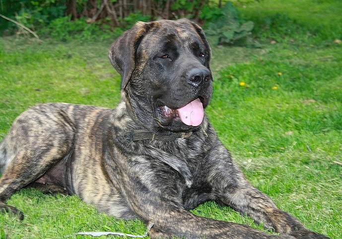 Asia joined the competition — help win amazing prizes! alano_espanol, alaunt, american_mastiff, bandog, canidae, carnivore, cimarron_uruguayo, dog, dog_breed, dogo_sardesco, english_mastiff, fila_brasileiro, giant_dog_breed, mammal, molosser, perro_de_presa_canario, perro_de_presa_mallorquin, rare_breed_dog, treeing_tennessee_brindle, vertebrate
