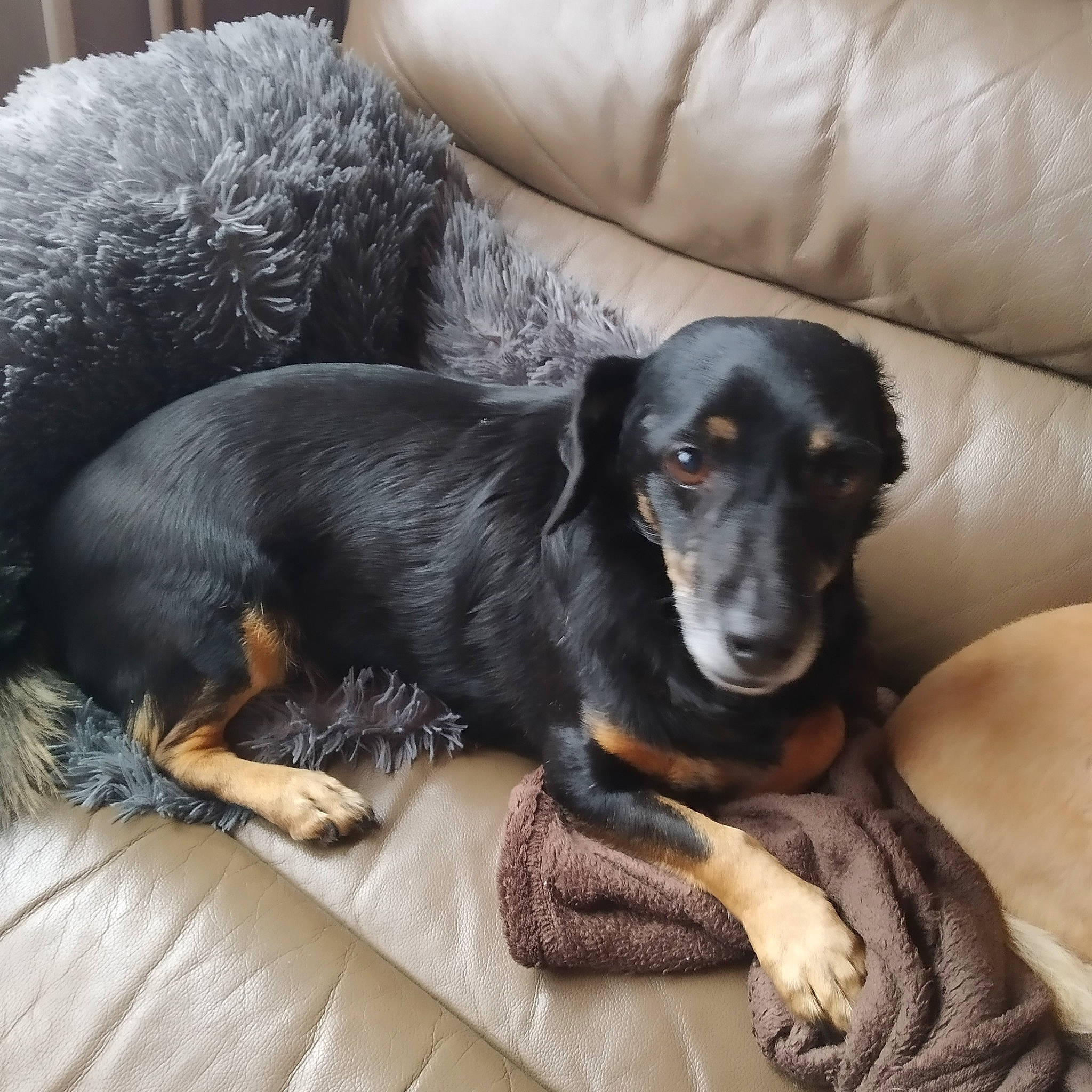 Loulou a rejoint le concours — aidez-le/la à gagner de superbes lots ! canidae, carnivore, companion_dog, dachshund, dog, dog_breed, jagdterrier, mammal, smaland_hound, snout, sporting_group