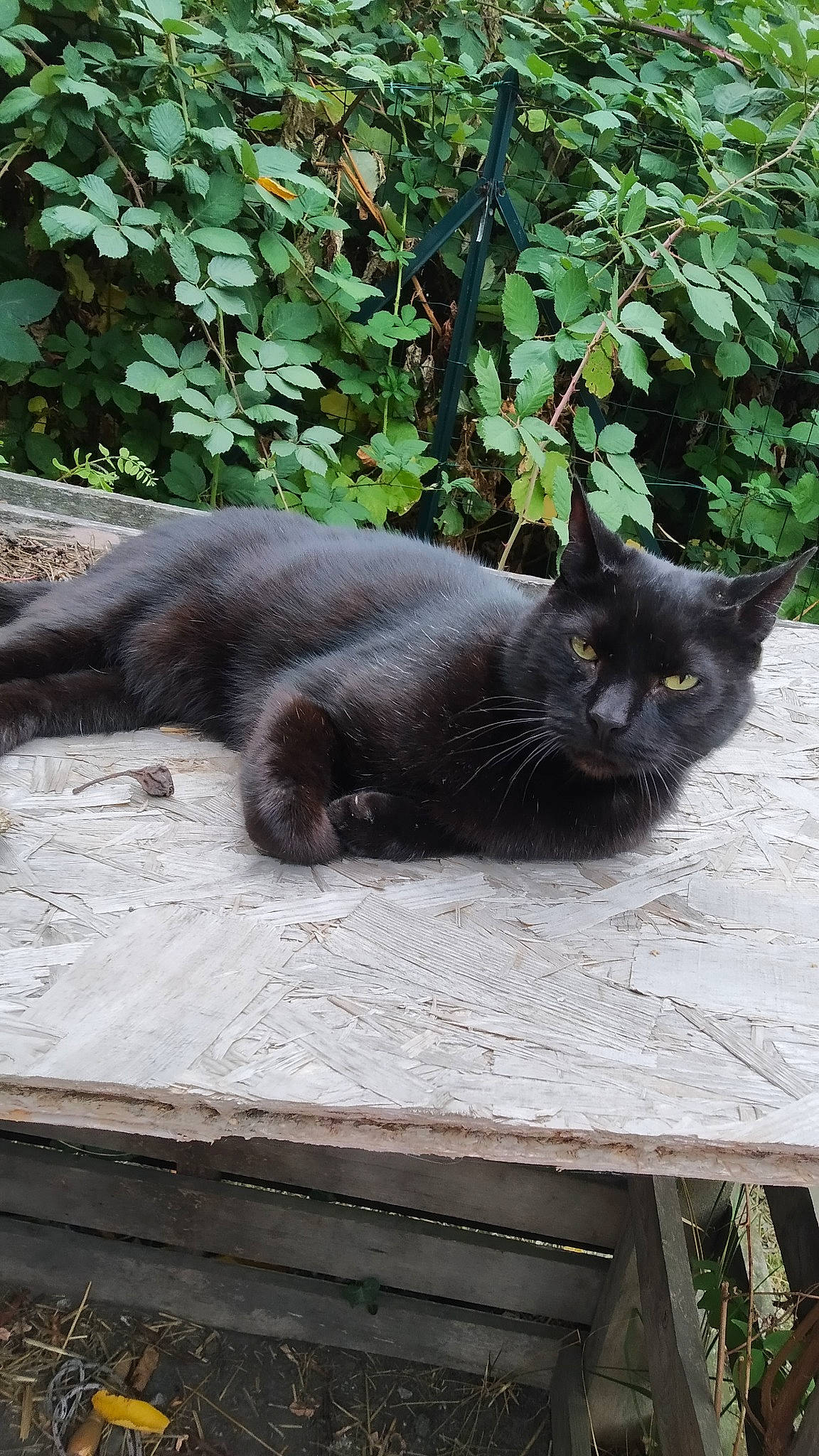 Max a rejoint le concours — aidez-le/la à gagner de superbes lots ! asian, black_cat, bombay, british_shorthair, burmese, carnivore, cat, chartreux, domestic_short_haired_cat, felidae, korat, nebelung, polydactyl_cat, russian_blue, small_to_medium_sized_cats, snout, tail, whiskers