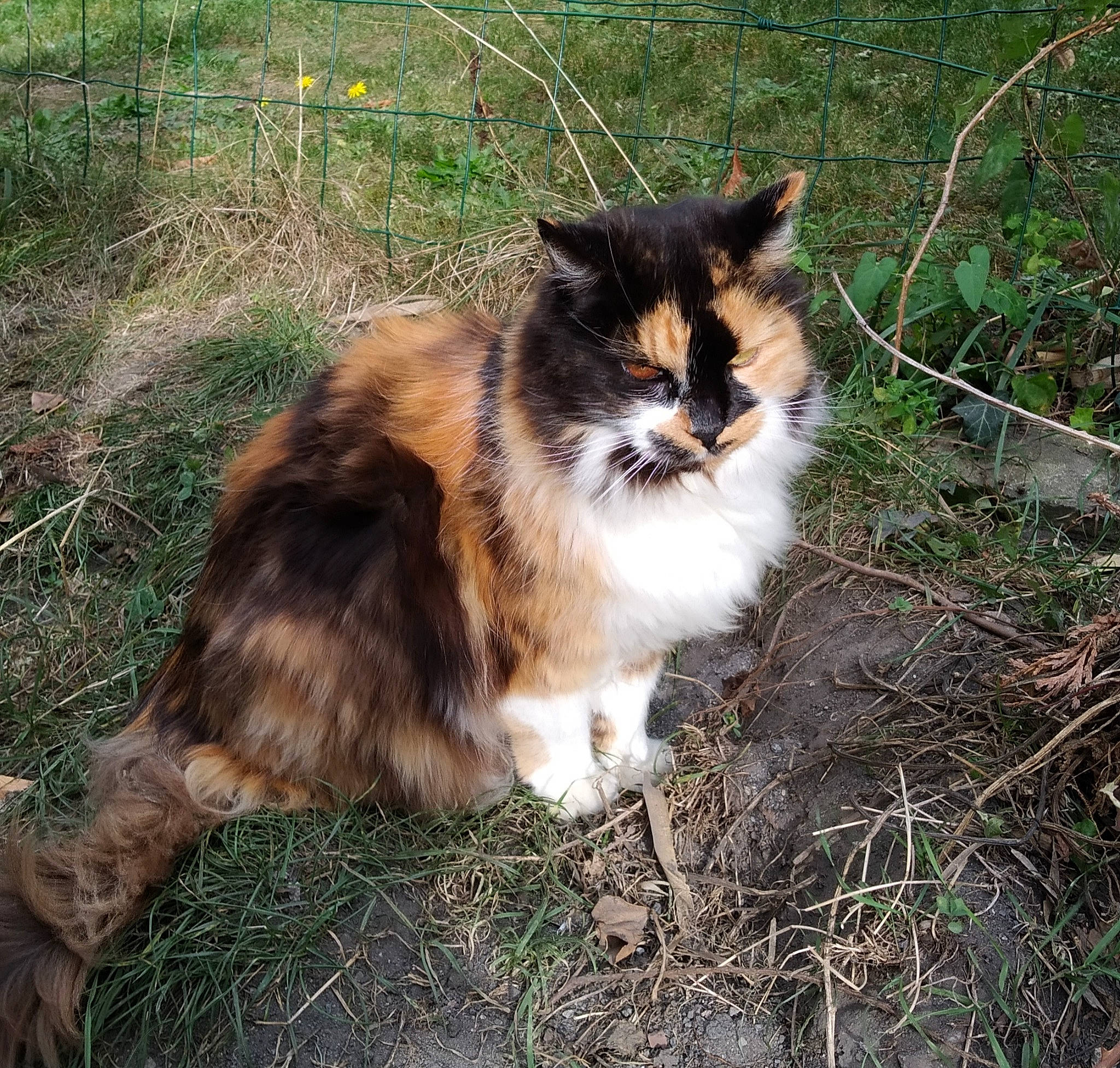 Nénette a rejoint le concours — aidez-le/la à gagner de superbes lots ! asian_semi_longhair, british_semi_longhair, carnivore, cat, cymric, domestic_long_haired_cat, fawn, felidae, fur, grass, maine_coon, mammal, norwegian_forest_cat, persian, plant, siberian, small_to_medium_sized_cats, tree, whiskers, wild_cat