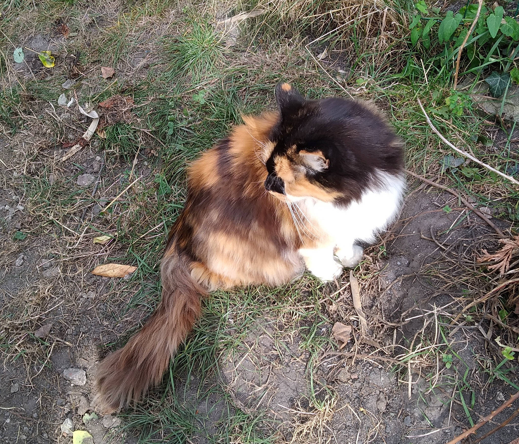 Nénette a rejoint le concours — aidez-le/la à gagner de superbes lots ! canidae, carnivore, cat, companion_dog, dog, dog_breed, fawn, felidae, fur, grass, plant, puppy, small_to_medium_sized_cats, sporting_group, tail