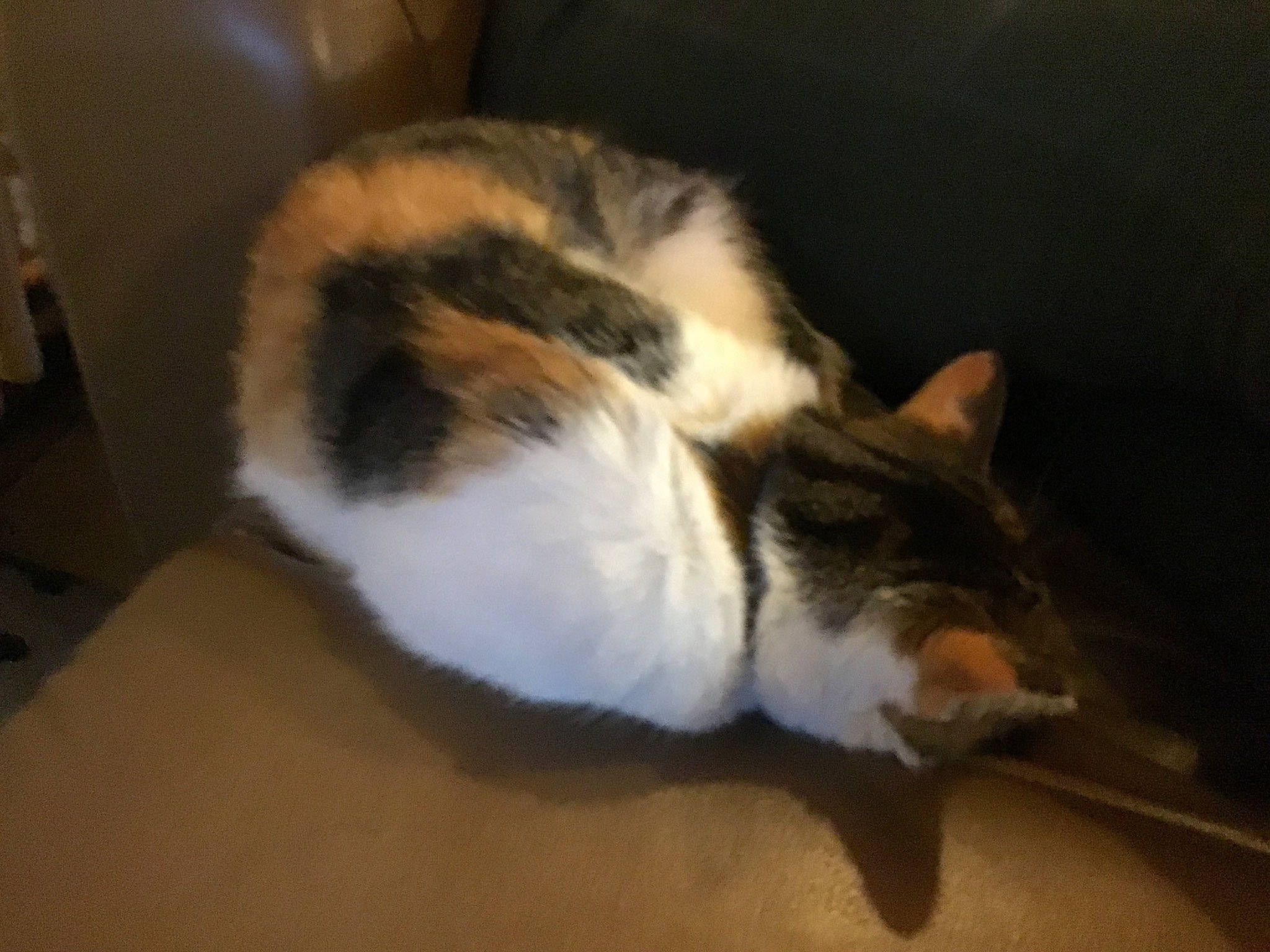 Meline participe au concours pour gagner de l'argent avec cette photo : carnivore, cat, ear, european_shorthair, felidae, fur, kitten, norwegian_forest_cat, paw, polydactyl_cat, small_to_medium_sized_cats, tail, whiskers