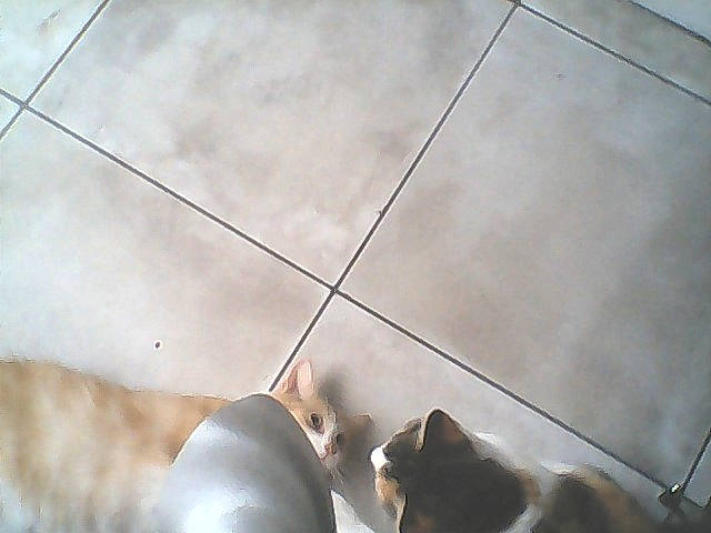 Meline a rejoint le concours — aidez-le/la à gagner de superbes lots ! canidae, cat, fawn, felidae, floor, flooring, line, tile, whiskers