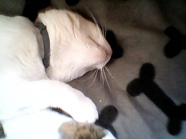 Meline a rejoint le concours — aidez-le/la à gagner de superbes lots ! carnivore, cat, claw, fawn, felidae, fur, paw, ragdoll, small_to_medium_sized_cats, snout, tail, whiskers