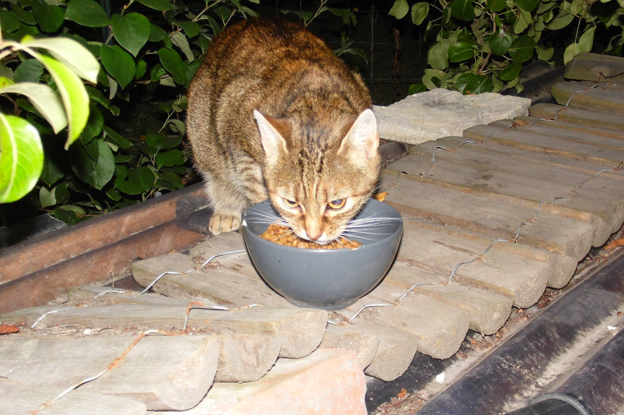 Mimi a rejoint le concours — aidez-le/la à gagner de superbes lots ! aegean_cat, asian, carnivore, cat, domestic_short_haired_cat, dragon_li, european_shorthair, fawn, felidae, german_rex, mammal, ocicat, rusty_spotted_cat, small_to_medium_sized_cats, tabby_cat, tail, whiskers, wild_cat