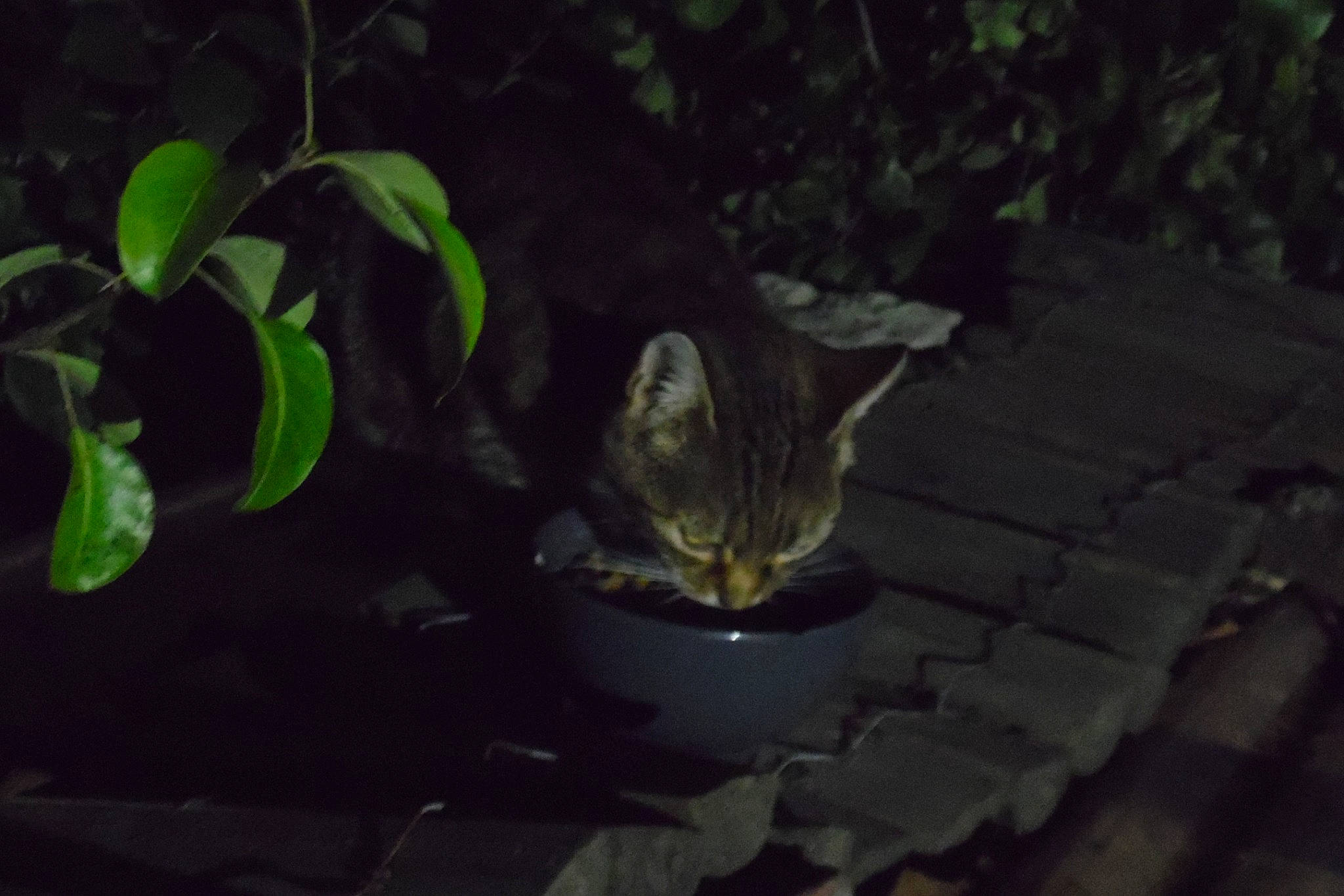 Mimi participe au concours pour gagner de l'argent avec cette photo : adaptation, cat, darkness, felidae, green, jungle, leaf, light, night, organism, plant, small_to_medium_sized_cats, sunlight, whiskers, wildlife