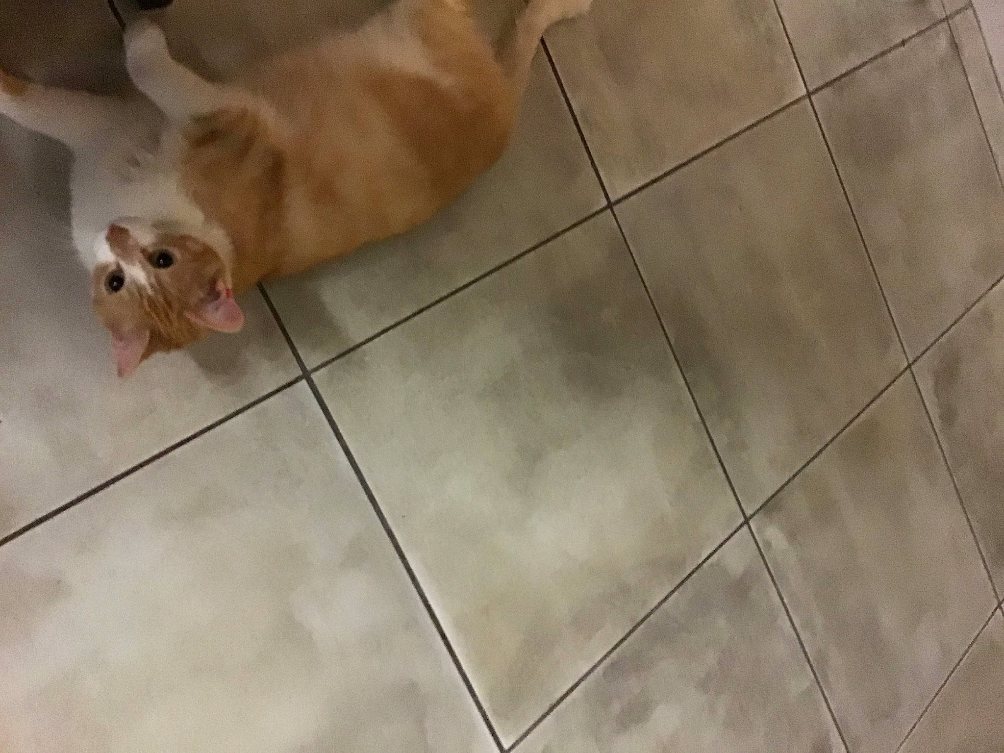 Pacha participe au concours pour gagner de l'argent avec cette photo : canidae, caramel_color, carnivore, companion_dog, dog, dog_breed, fawn, floor, flooring, hardwood, snout, sporting_group, tile, wood