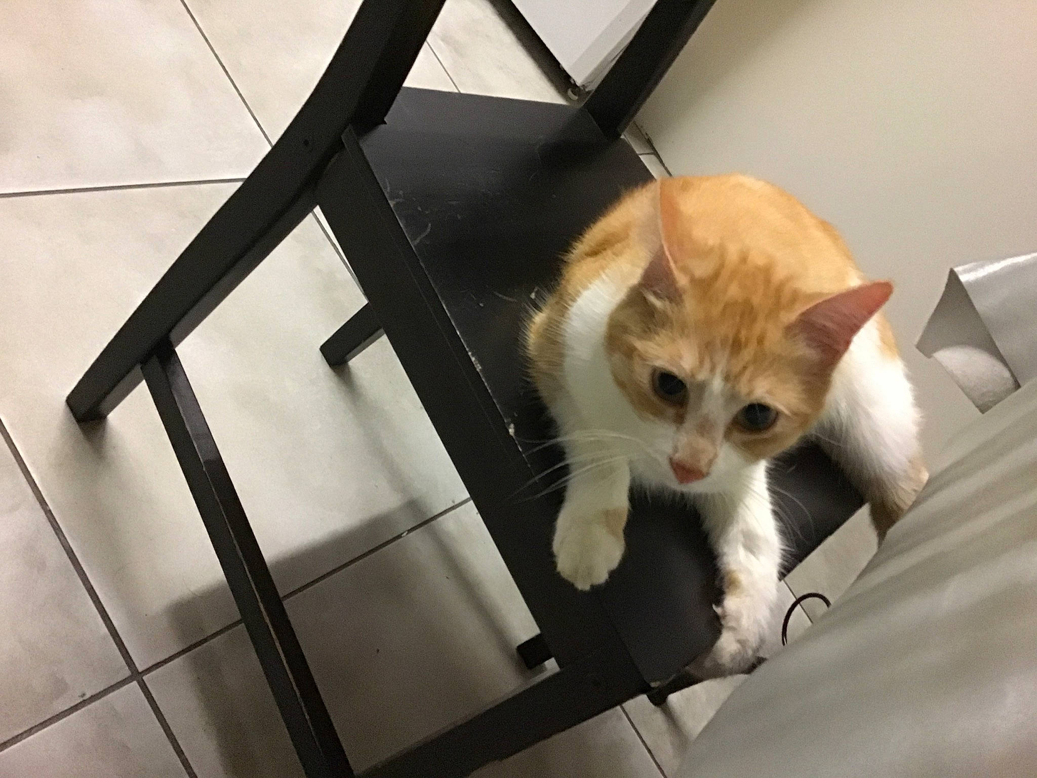 Pacha a rejoint le concours — aidez-le/la à gagner de superbes lots ! aegean_cat, asian, carnivore, cat, domestic_short_haired_cat, european_shorthair, eye, fawn, felidae, floor, fur, kitten, ojos_azules, paw, polydactyl_cat, small_to_medium_sized_cats, tabby_cat, tail, turkish_van, whiskers