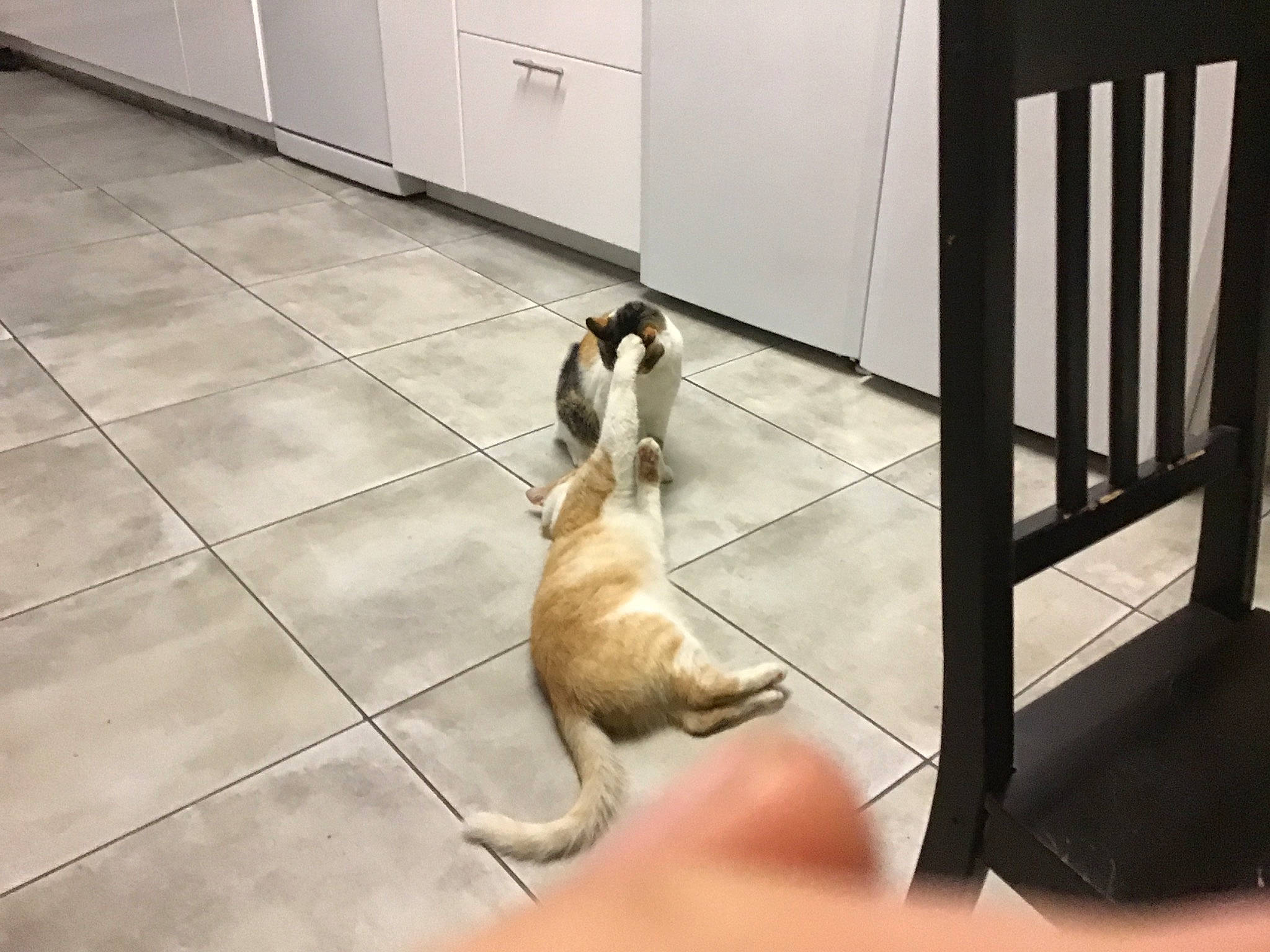 Pacha participe au concours pour gagner de l'argent avec cette photo : canidae, carnivore, cat, dog, dog_breed, felidae, floor, flooring, puppy, room, small_to_medium_sized_cats, square, tail, tile